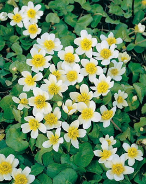 Caltha palustris - Var. Alba